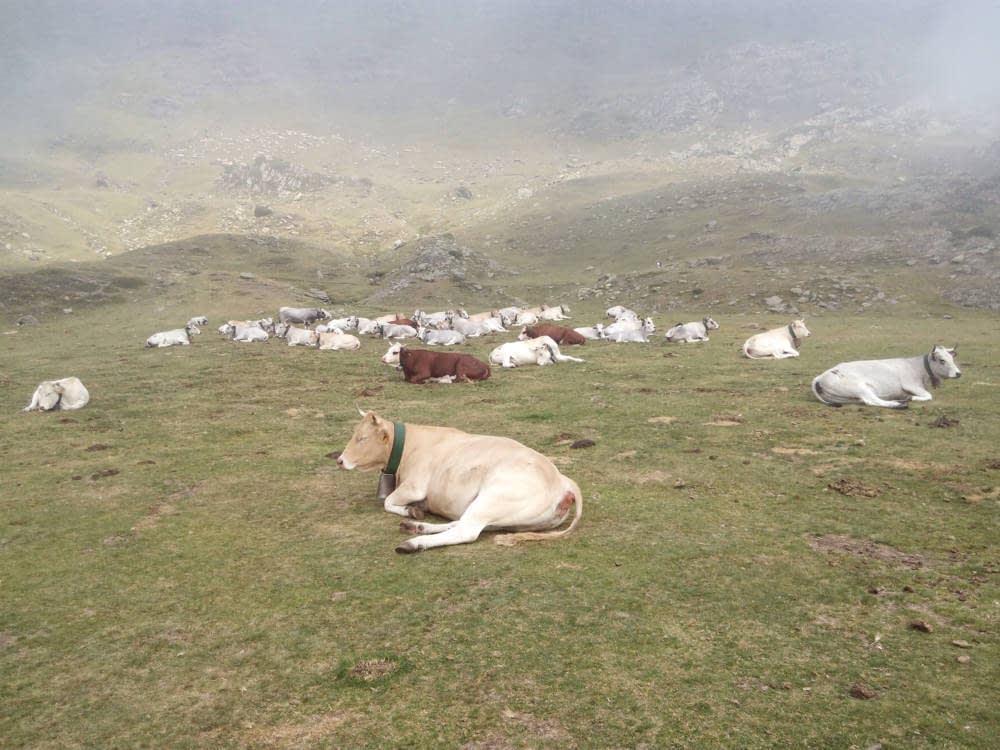 La sequía: duro varapalo a la rentabilidad de la ganadería extensiva