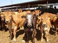 Curso De Bienestar Animal En La Explotación.