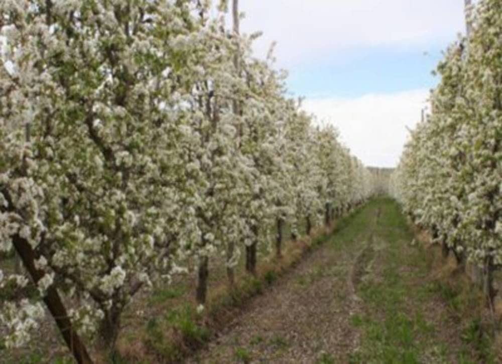 ASAJA ARAGÓN reclama un plan de arranque y abandono para la fruta