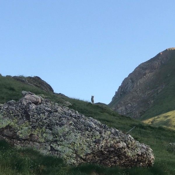 Hallado un lobo en los montes del Pirineo Oriental