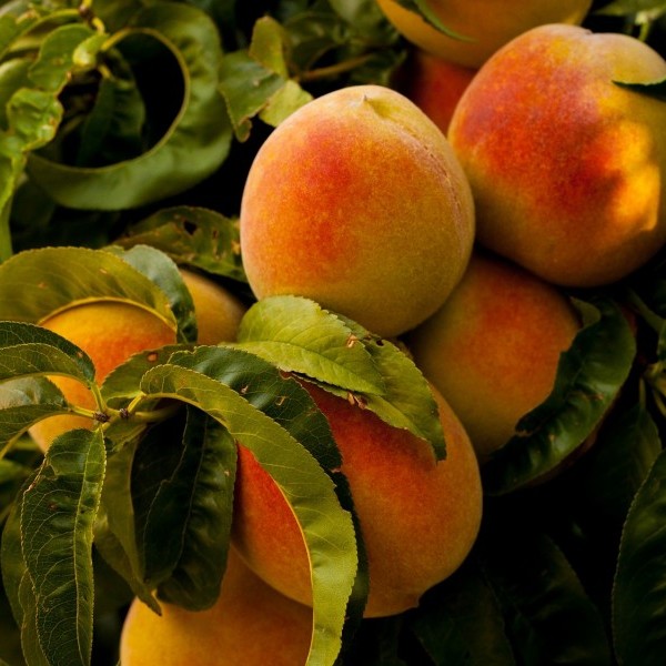 Asaja Lérida, La Rioja y Aragón denuncian ante las Administraciones la crisis de la fruta de hueso