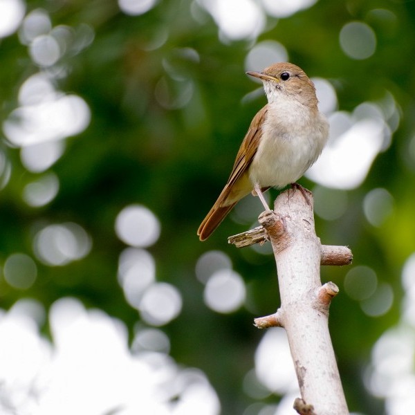 Editorial Agosto de Ángel Samper: ‘Matar al Ruiseñor’