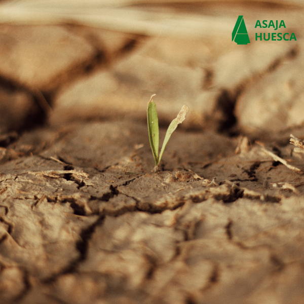 Nueva Resolución |  Ayudas para Agricultores