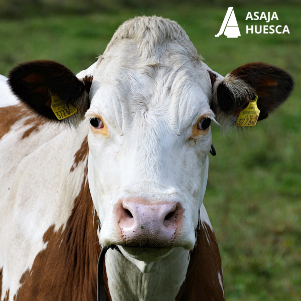 Ganadería Extensiva: Sanidad, Rentabilidad y Sostenibilidad