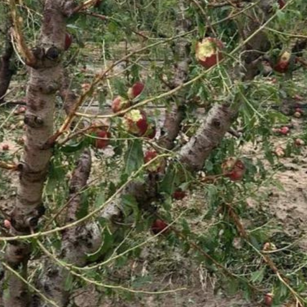 ASAJA Huesca Apoya la Solicitud de Zona Catastrófica en Mequinenza y Fayón