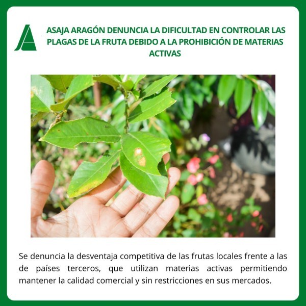 ASAJA Aragón Denuncia la Dificultad de Controlar Plagas de Fruta por Prohibición de Materias Activas