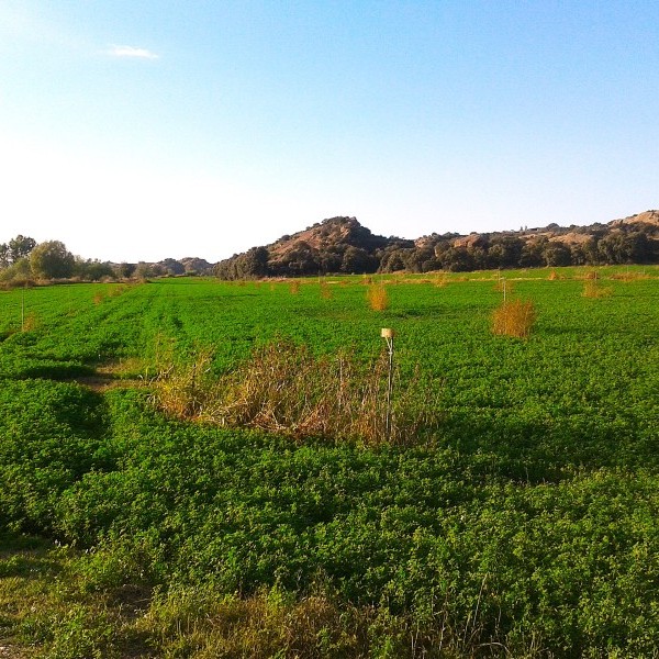Asaja Huesca participó en la reunión de AIFE, la Interprofesional de Forrajes Españoles