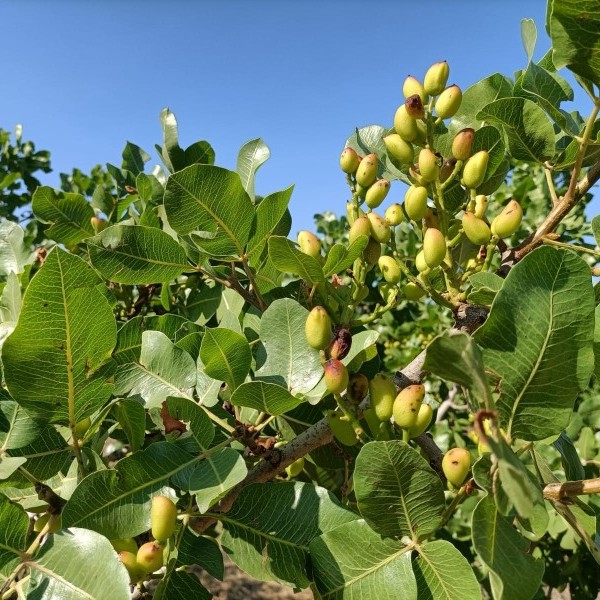 Resultado de los campos de ensayo de ASAJA Huesca