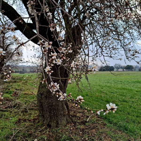 Zaragoza y Teruel excluidas del decreto de ayudas a los frutos de cáscara del MAPA