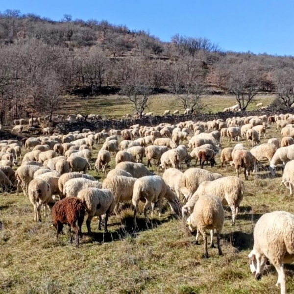ASAJA Aragón recomienda a los ganaderos de ovino y vacuno la vacunación contra la lengua azul