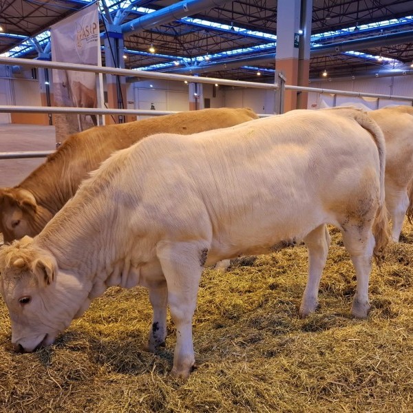 Incertidumbre en el mercado del vacuno en Aragón