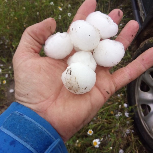 Cebada, trigo y guisantes fuertemente dañados por la granizada caída ayer en Herrera de los Navarros