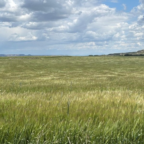Previsiblemente, cosecha récord de cereal de invierno en Aragón