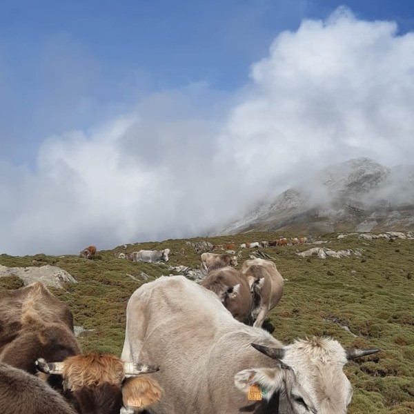La reintroducción de depredadores en los parques naturales no es la solución