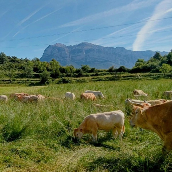 ASAJA Aragón exige una moratoria de la entrada en vigor de la ley de deforestación