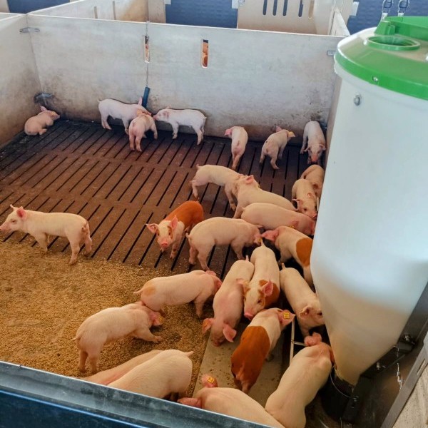 Preocupación tras brote de peste porcina detectado en Alemania.