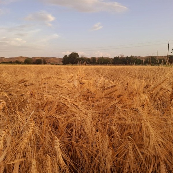 ASAJA Aragón muestra su disconformidad ante el “catastrazo” del Ministerio de Hacienda al campo